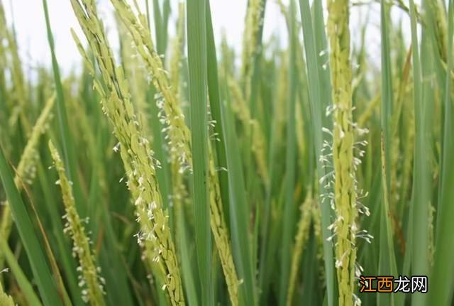 水稻有多少种