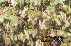 棉花枯萎病菌菌落特征