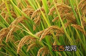 中科发5号水稻介绍