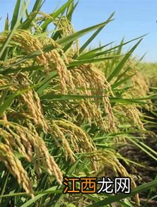 中科发5号水稻介绍