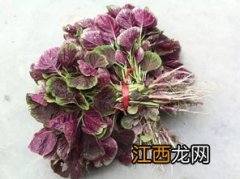 苋菜抄多久