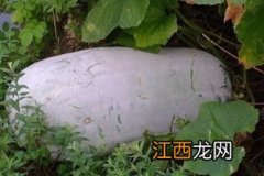 大冬瓜吃不完怎么保存