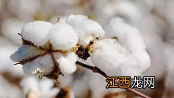 棉花原产地是哪个国家