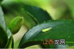 茶树绿叶蝉打什么药