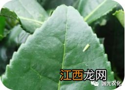 茶树绿叶蝉打什么药