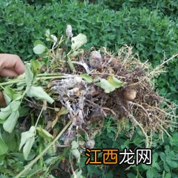 怎么培育花生苗