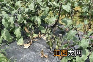 茄子青枯病的治疗方法