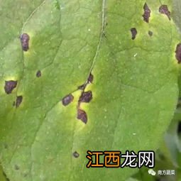 茄子青枯病的治疗方法