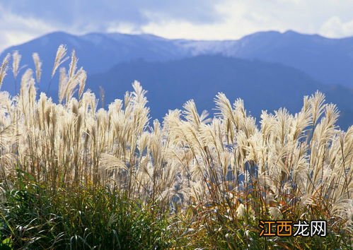 芦苇用什么药可以根除