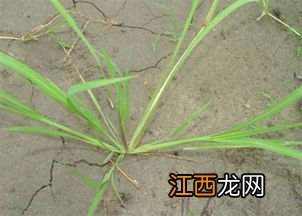 氰氟草酯主要杀什么草