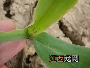 玉米蓟马用什么药治疗