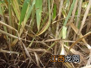 小麦纹枯病的防治标准
