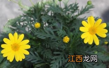 怎么分辨菊花好坏