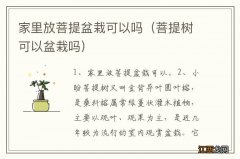 菩提树可以盆栽吗 家里放菩提盆栽可以吗