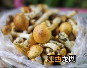 新鲜菌子煮多久熟