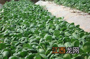 油菜什么时候打药