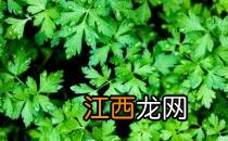 纯天然洋香菜熏蒸脸的方法