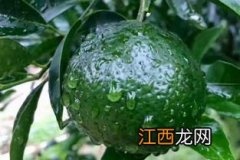 小青柑怎么种植