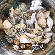 花蛤可以和什么炖汤