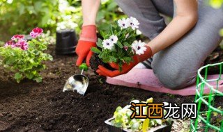 盆栽马蹄莲怎么养 家里种植马蹄盆栽可以吗