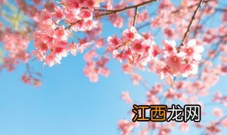 家里养盆栽樱花可以吗 家里能养樱花吗