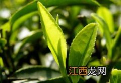 草木间茶叶怎么样