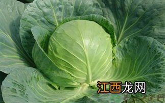 圆白菜怎么凉调