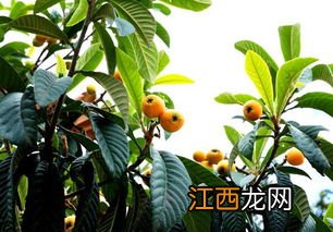 熬枇杷膏是大枇杷好还是小枇杷好-熬枇杷膏用大果还是小果