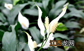 一帆风顺花怎么养-一帆风顺花怎样养才容易开花