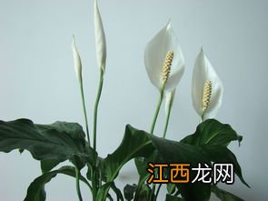 一帆风顺花怎么养-一帆风顺花怎样养才容易开花