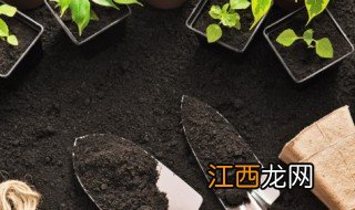 盆栽桃树放家里可以吗 桃树种在花盆里放在家里好吗