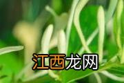 芒果什么时间吃合适 吃芒果有什么好处