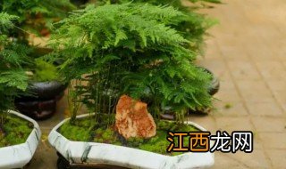 文竹盆栽摆家里可以吗 家里可以养文竹盆栽植物