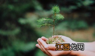 什么树适合家里摆放位置 什么树适合家里摆放