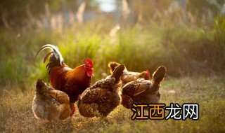 生肖鸡家里适合摆放什么花 生肖鸡家里适合摆放什么花草