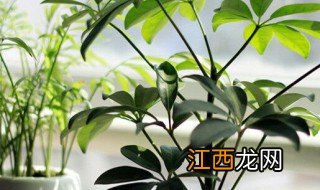 客厅里放什么植物招财，客厅里放什么植物招财运