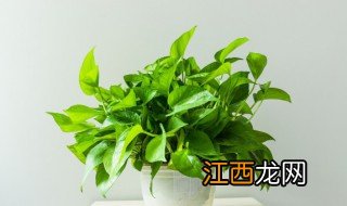 在家里种植盆栽绿萝可以吗 在家里可以养绿萝吗