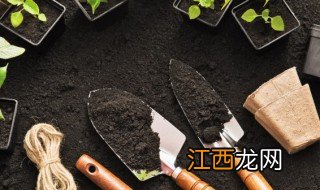 荷包牡丹家里盆栽可以吗 荷包牡丹盆栽如何养殖