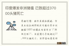 印度爆发非洲猪瘟 已致超过37000头猪死亡