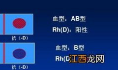 rh血型阳什么意思