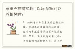 家里养柏树盆栽可以吗 家里可以养柏树吗?