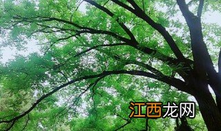 树叶茂密的一面是什么方向 树叶茂密的原理