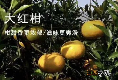 生晒柑普茶怎么泡