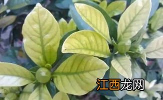 风轮花黄叶掉落还有救吗-风轮花黄叶掉落怎么办