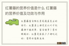 红薯藤的营养价值是什么 红薯藤的营养价值及功效与作用