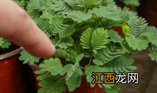 含羞草长什么样 一般含羞草外形特征什么样