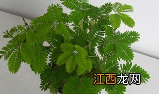 含羞草什么时候开花 关于含羞草的开花时间介绍