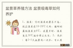 盆景草养殖方法 盆景吸毒草如何养护