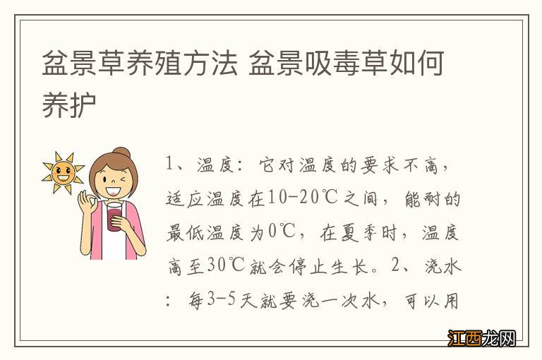 盆景草养殖方法 盆景吸毒草如何养护