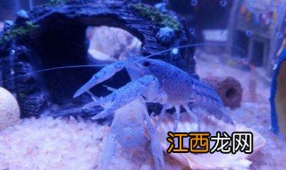 鱼缸养鳌虾的养殖方法 在鱼缸养殖鳌虾的流程